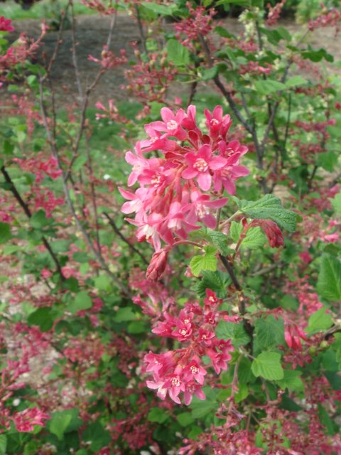 Ribes sanguineum 'Pursh' fleur P20 (2)